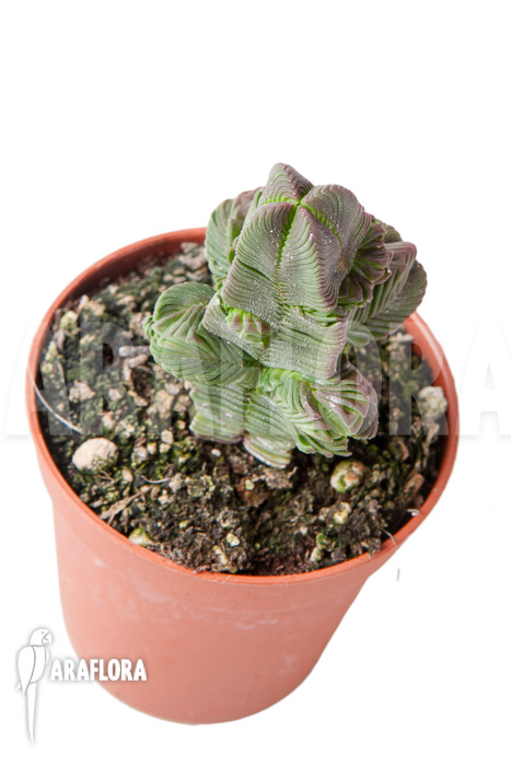 Crassula pyramidalis ‘S’