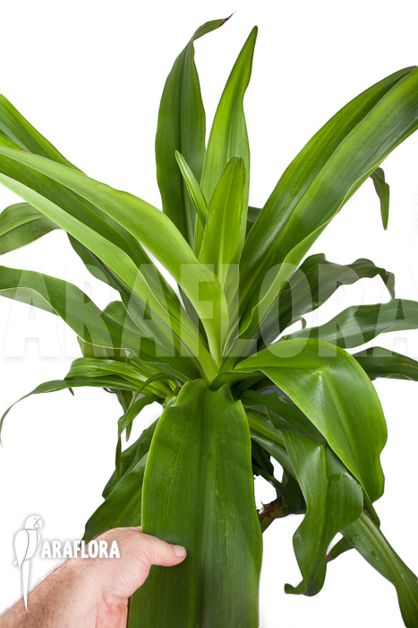 Crinum-asiaticum-XXL-2