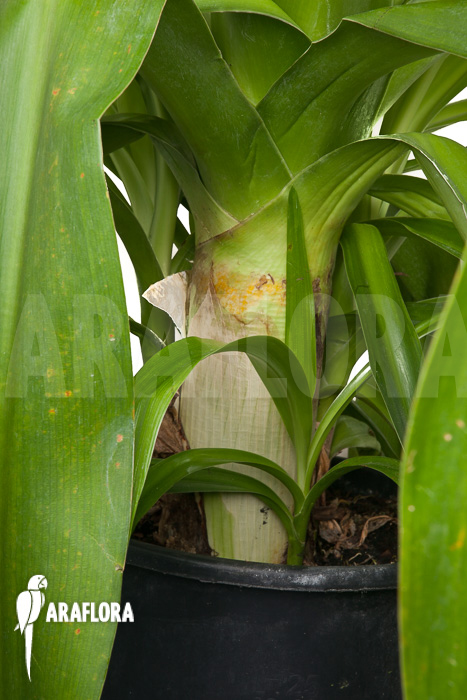 Crinum-asiaticum-XXL-5