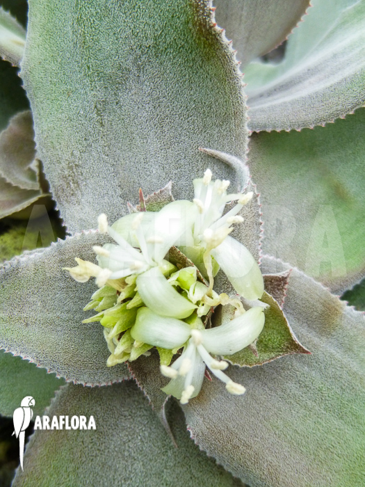 Cryptanthus argyrophyllus flower