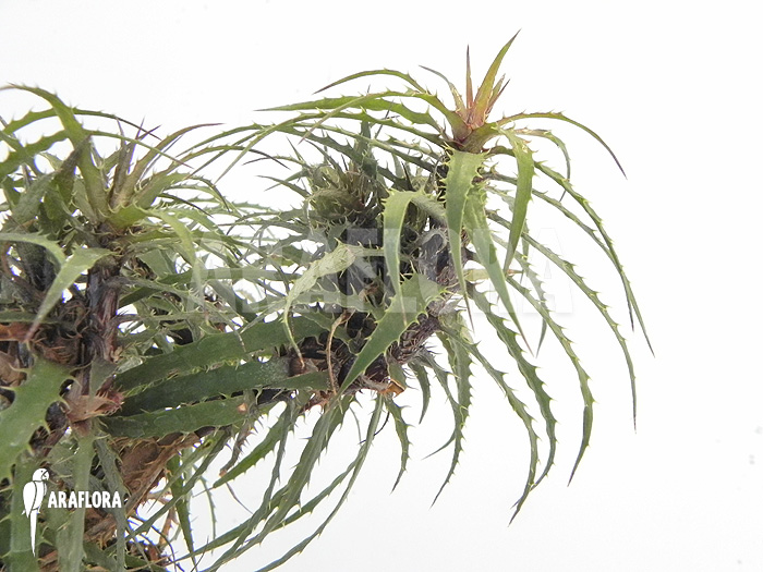 Cryptanthus microglazioui