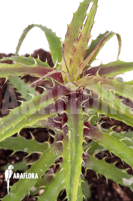 Cryptanthus microglazioui ‘Starter’