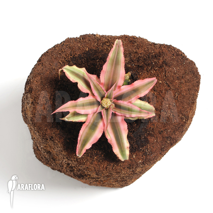 Cryptanthus x ‘Pink Starlight’