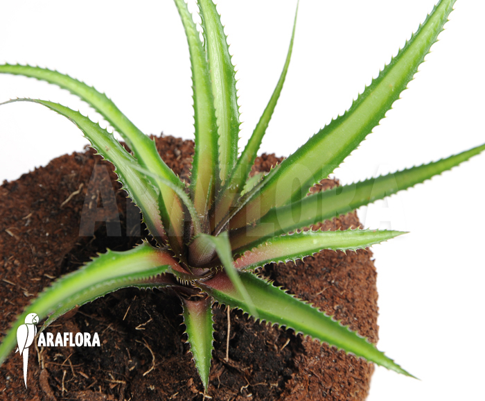 Cryptanthus x ‘Pink’