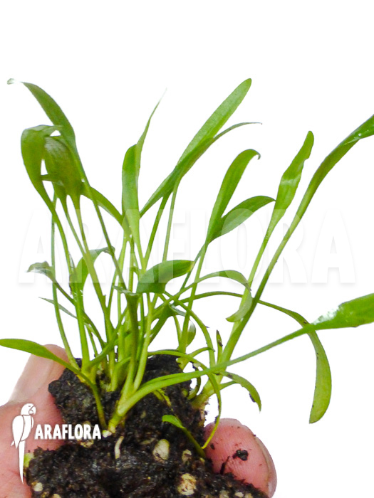 Cryptocoryne x willisii