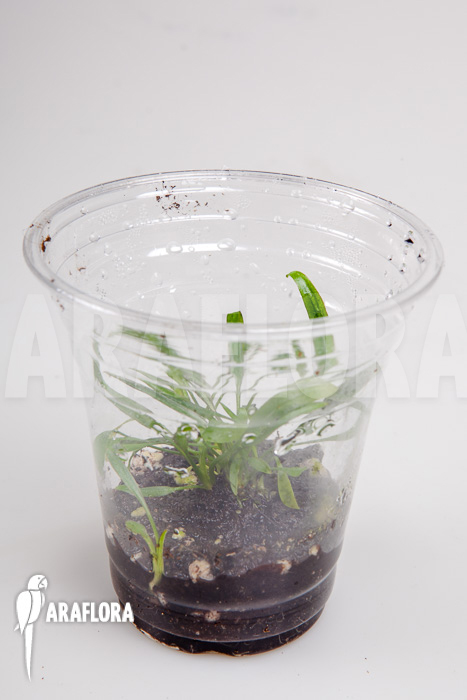 Cryptocoryne x willisii