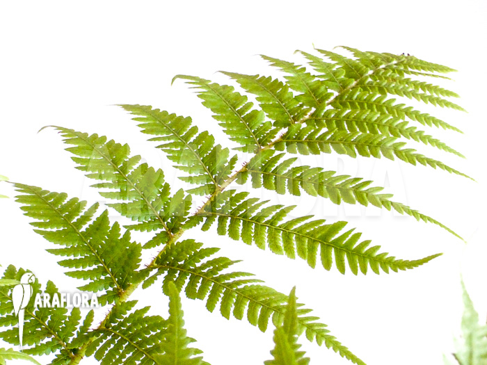 Cyathea australis ‘Starter’