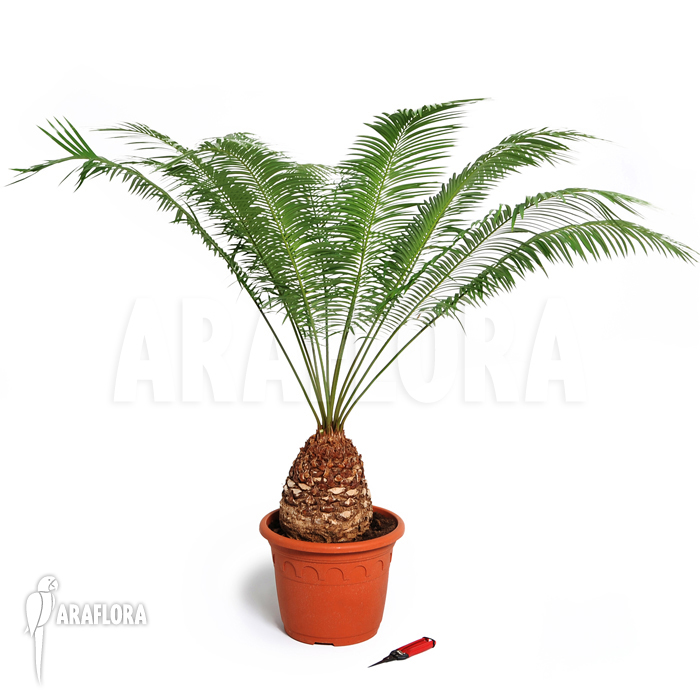 Cycas clivicola