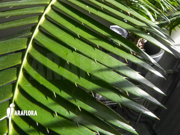 Cycas diospinosum