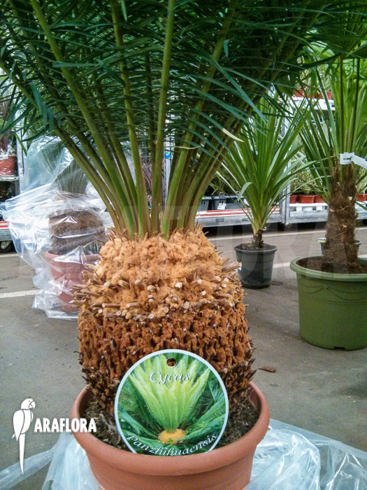 Cycas panzhihuaensis