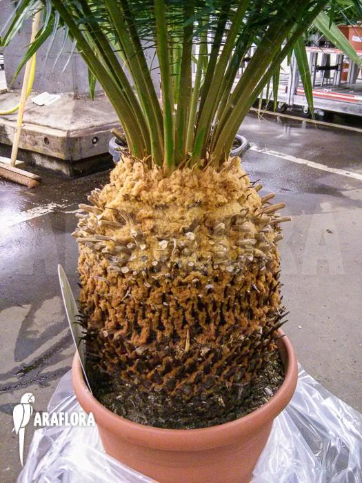 Cycas panzhihuaensis