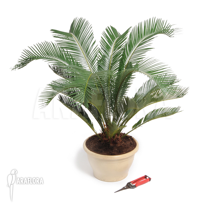 Cycas revolta ‘S’