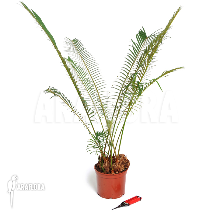 Cycas rumphii
