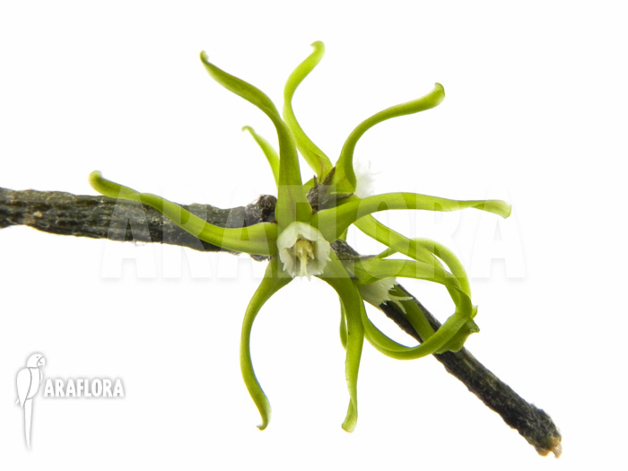 Cynanchum marnierianum