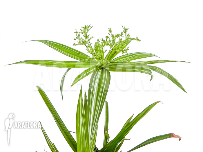 Cyperus alternifolius variegata