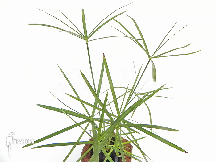 Cyperus alternifolius ‘Mini’