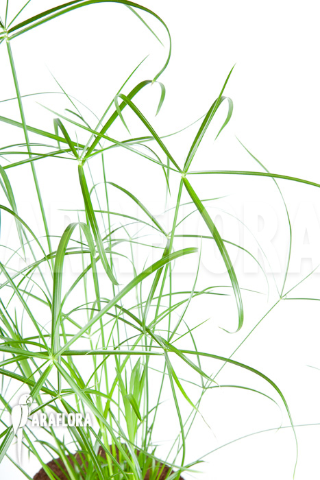 Cyperus involucratus ‘Nana’