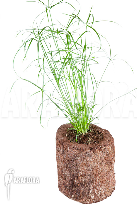 Cyperus involucratus ‘Nana’