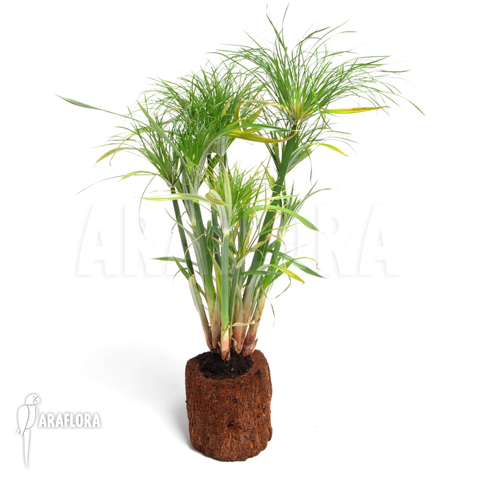Cyperus papyrus ‘Nana’