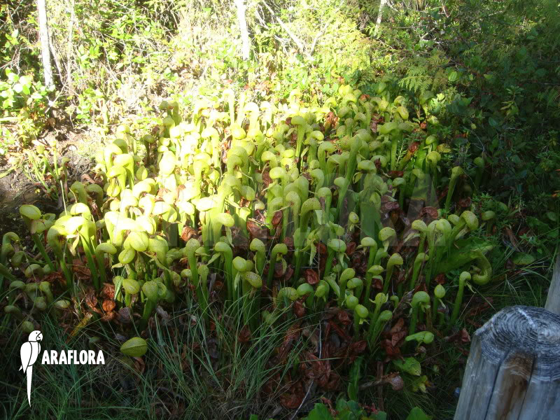 Darlingtonia californica