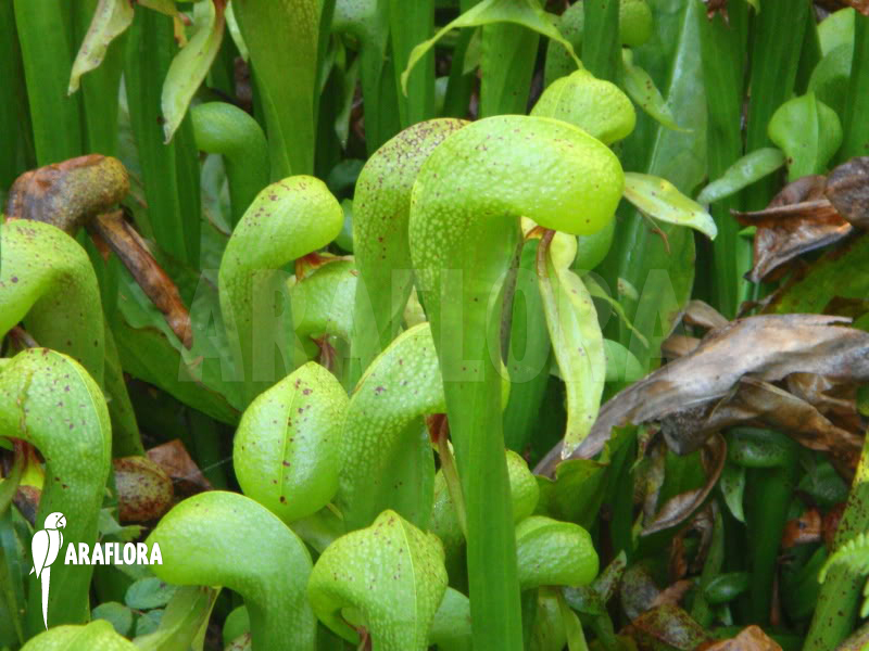 Darlingtonia californica