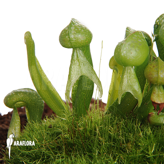 Darlingtonia californica ‘M’