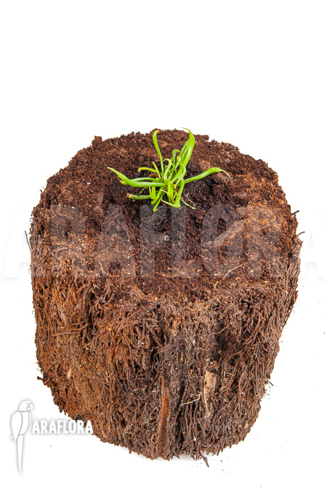 Darlingtonia californica ‘Starter’