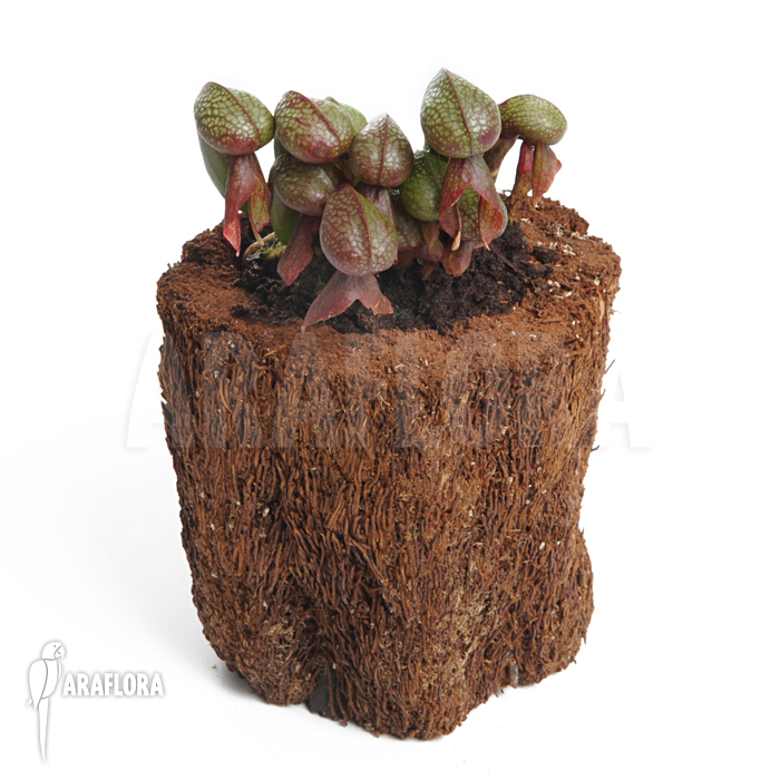 Darlingtonia californica ‘XL’