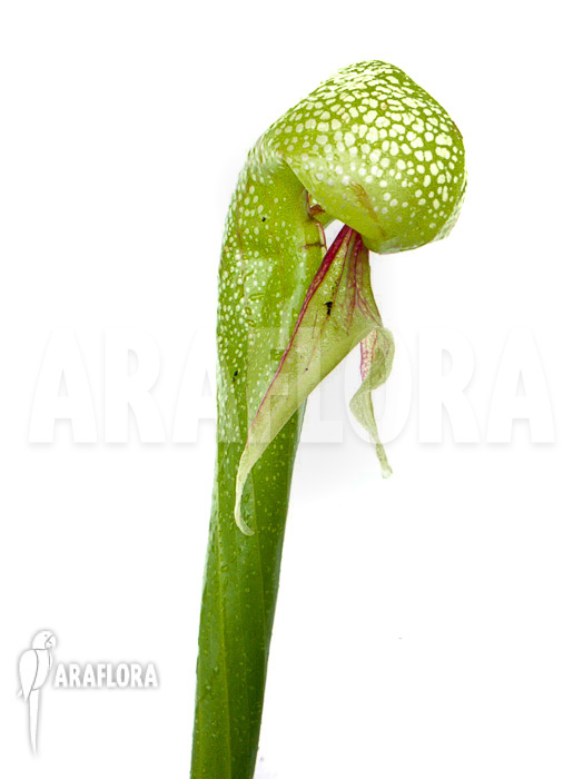 Darlingtonia californica ‘XXL’