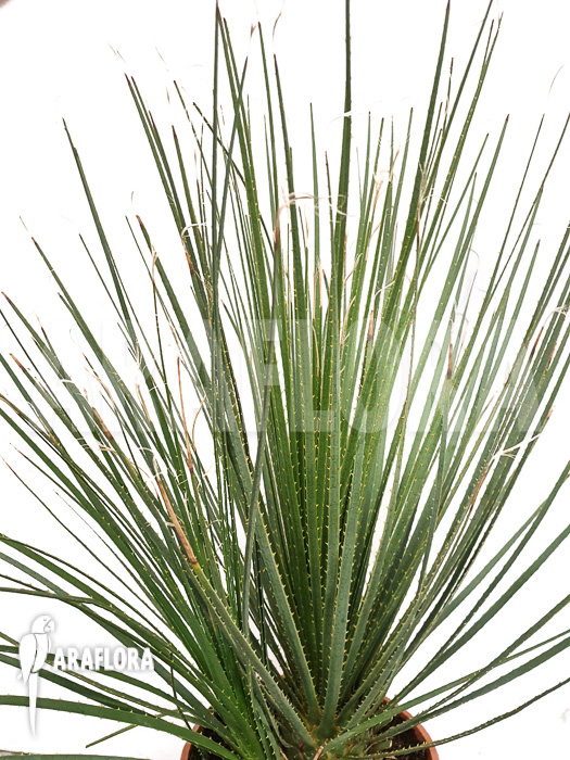 Dasylirion seratifolium