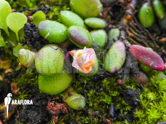 Davejonesia lichenastra syn Dendrobium lichenastrum