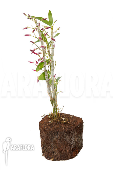 Dendrobium Rainbow Dance (Karenai X unicum)