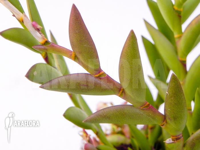 Dendrobium acinaciforme