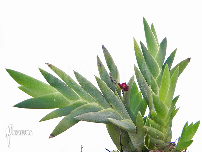 Dendrobium cultratum