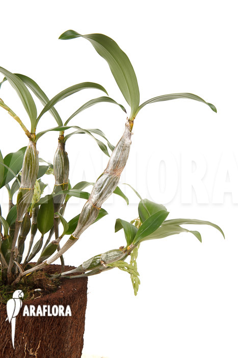 Dendrobium griffithianum x farmeri