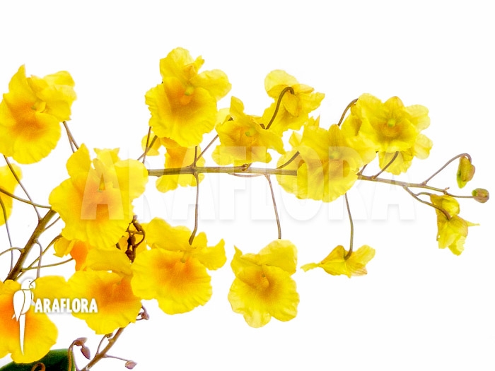 Dendrobium lindleyi ‘Aggregatum’