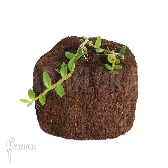 Dendrobium loddigesii