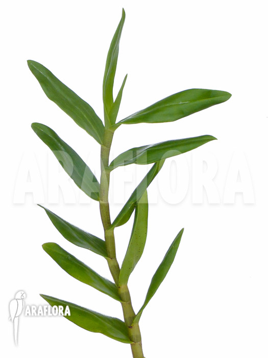 Dendrobium mohlianum