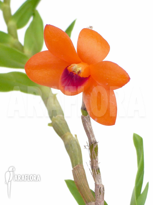Dendrobium mohlianum