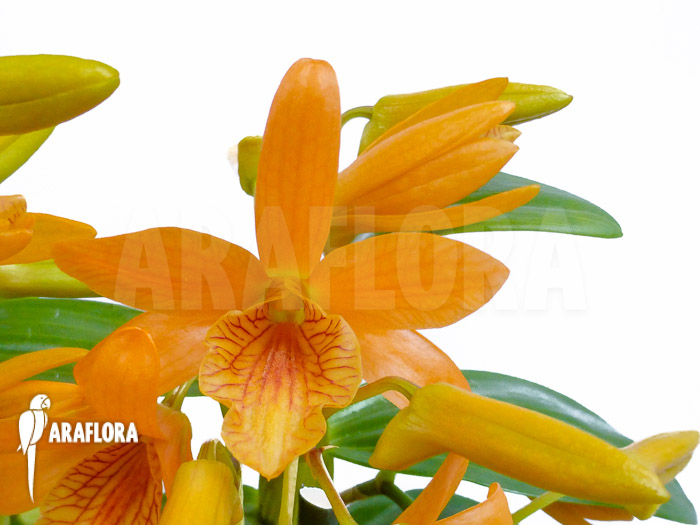 Dendrobium x Nobile Orange