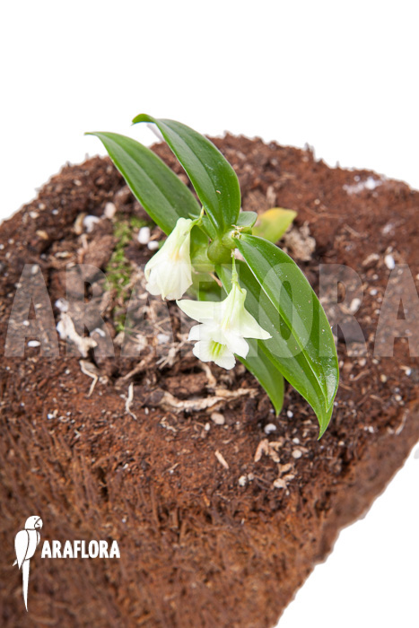 Dendrobium oligophyllum