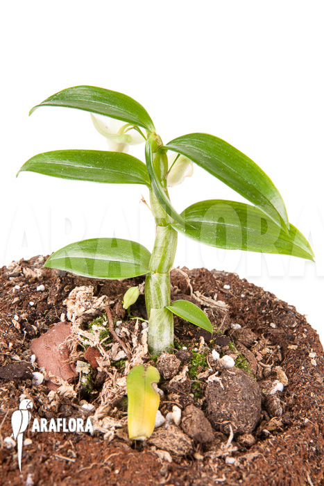 Dendrobium oligophyllum