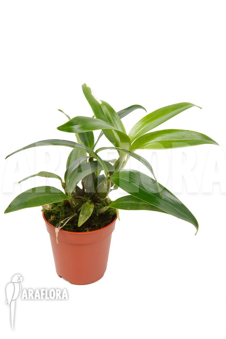 Dendrobium rhodostictum