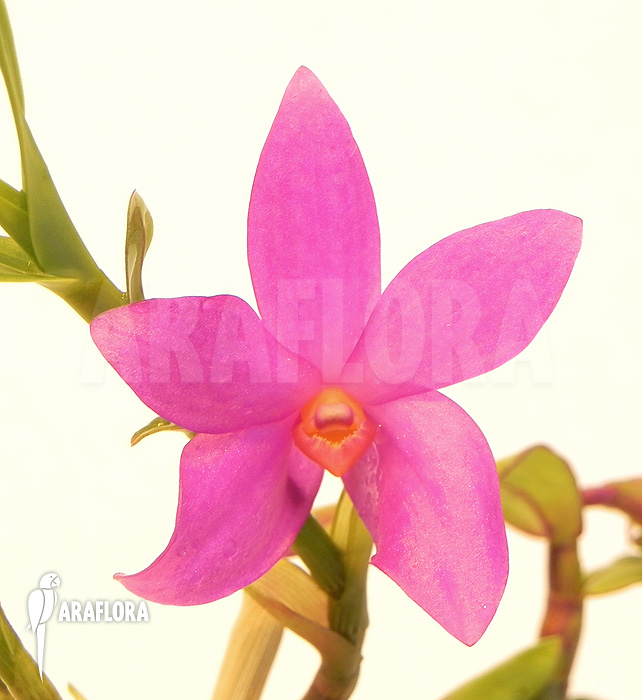 Dendrobium sulawesiense