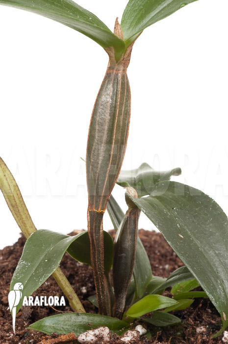 Dendrobium tetragonum var. Gigantum x tetragonum var. Alba