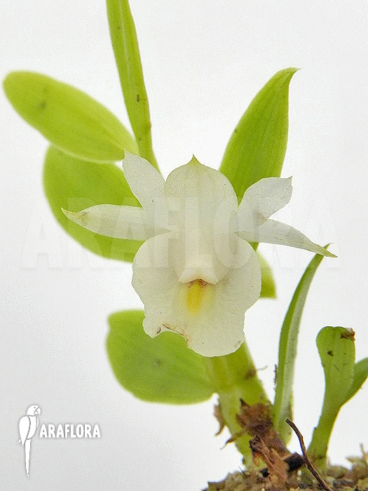 Dendrobium trinervium