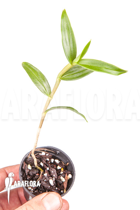 Dendrobium victoriae-reginae Starter