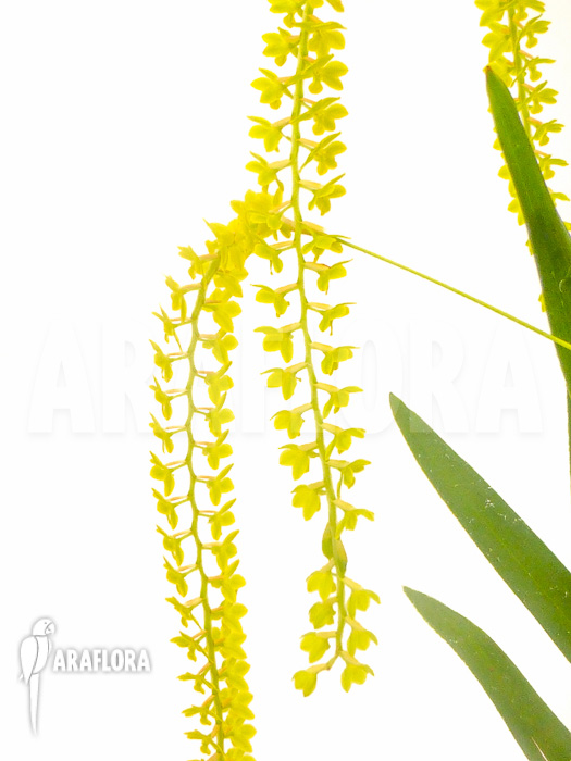 Dendrochilum filiforme