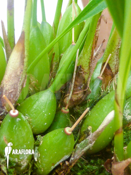 Dendrochilum filiforme