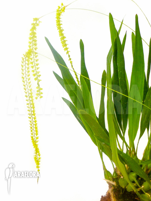 Dendrochilum filiforme